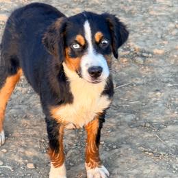 Hurricane - Black tri-color female Australian Shepherd puppy in Mineral Wells, Texas from A6 Australian Shepards