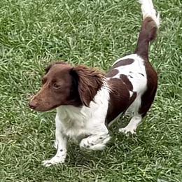 Venus - Dachshund