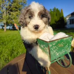 BellyBack Boy - Merle male Goldendoodle puppy in Harrisonburg, Virginia from Curlytail Doodles
