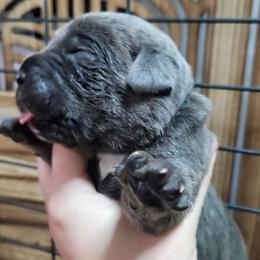 Blue Collar Male - Gray brindle male Cane Corso puppy in Lewistown, Montana from Corsi Amore Kennels
