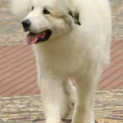 Great Pyrenees from Chase Great Pyrenees