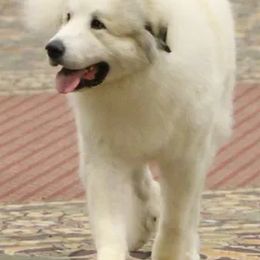 Great Pyrenees from Chase Great Pyrenees