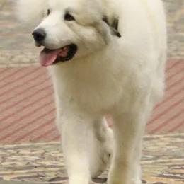 Great Pyrenees from Chase Great Pyrenees