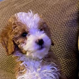 Tuck - Goldendoodle