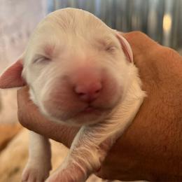 Great Pyrenees Puppies from Outlaw Acres Kennels