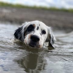 English Setter Puppies from Steens Mountain Setters