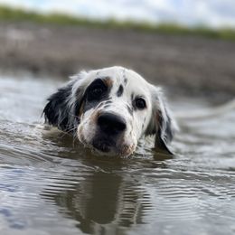 English Setter Puppies from Steens Mountain Setters