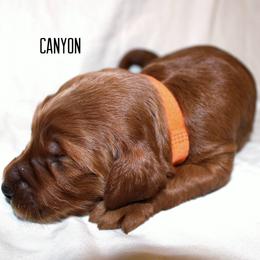 Canyon - Red  male Goldendoodle puppy in Payson, Utah from Mountainside Goldendoodle