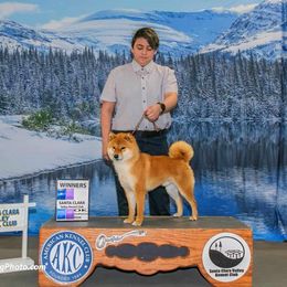 Daichi - Shiba Inu