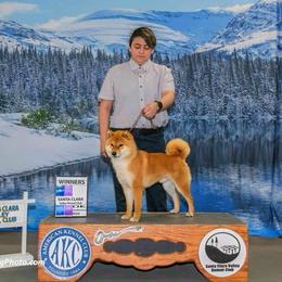 Daichi - Shiba Inu