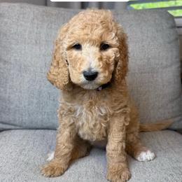 Dreamsicle (lavender collar) - Apricot female Goldendoodle puppy in Murrieta, California from Apricot Poodles & Goldendoodles, LLC