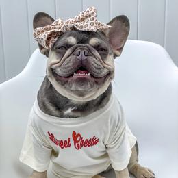 Prim - French Bulldog