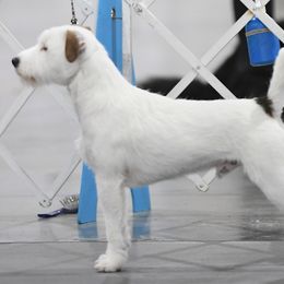 Parson Russell Terriers from Parhelion Parsons