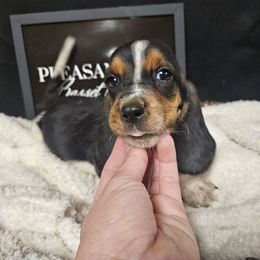 Mosby - Black brown and white male Basset Hound puppy in Pleasant Lake, Michigan from Pleasant Bay Basset Hounds