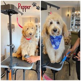 Pepper - Apricot female Goldendoodle puppy in Cincinnati, Ohio from KSchott Kennels