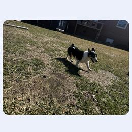 Bandit rescue Shaw - Black and tan male Pembroke Welsh Corgi puppy in Saint George, South Carolina from Carolina cotton candy corgis