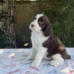 Bingo Was His Name - O 'Bingo' - Liver and white male English Springer Spaniel puppy in Scio, Oregon from Starlet Springers