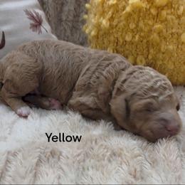 Yellow Collar - Red  female Goldendoodle puppy in Fayetteville, North Carolina from Frannie's Goldendoodle Puppies