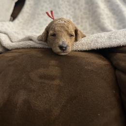 Serenity Red Collar - Red  female Goldendoodle puppy in Pine Prairie, Louisiana from Prairie Paws