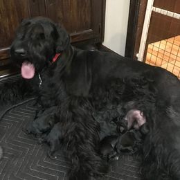 Giant Schnauzer Puppies from Jordan Giant Schnauzers