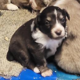 Figure - Red tri-color female Miniature American Shepherd puppy in Goldendale, Washington from Amulet Charm