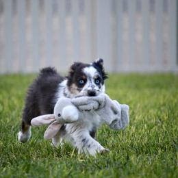 Australian Shepherd, Miniature American Shepherd, Miniature Australian Shepherd, and Toy Australian Shepherd Puppies from Painted Blue Aussies