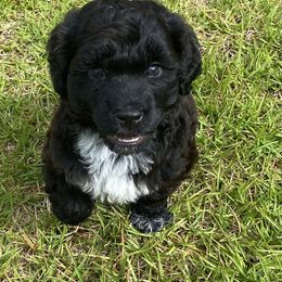 Portuguese Water Dog Puppies from Infiniti