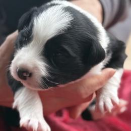 Boy 3-Black And white - Black and white male Border Collie puppy in East Ellijay, Georgia from Nine Peaks Border Collies