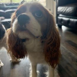Gracie - Cavalier King Charles Spaniel