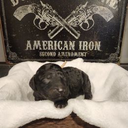 BeeBee - Black female Goldendoodle puppy in Tazewell, Tennessee from Legacy Bostons and Goldendoodles