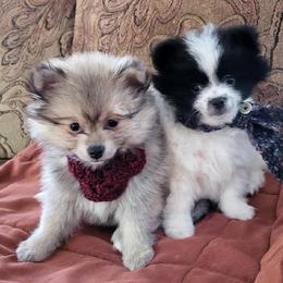 Companion Cross, Pomeranian, and Sheepadoodle Puppies from Fluffy Wonders Poms and Doodles