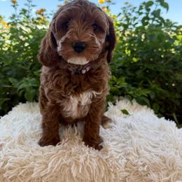 Scarlett - Red female Assorted Doodle Crosses puppy in Sun City, Arizona from Frosty Acres Cockapoos and Doodles