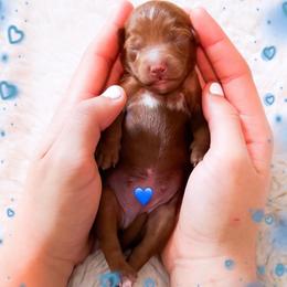 Thursday - Red  male Goldendoodle puppy in Kissimmee, Florida from Poodle Doodle Kennels
