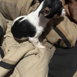 Ace - Black and white male Chihuahua puppy in Detroit, Michigan from DeVante's Chihuahuas