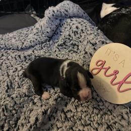 Girl 2 - Brindle female Boxer puppy in Lakeland, Florida from Cote's Boxers