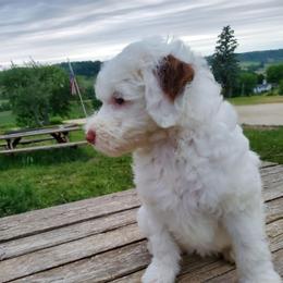 Lily - White female Sheepadoodle puppy in Bellevue, Iowa from Fluffy Wonders Poms and Doodles