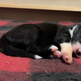 Australian Shepherd Puppies from Tru Blu Aussies