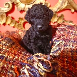 Pearl - Black phantom female Aussiedoodle puppy in Riverside, California from Just Loving Doodles