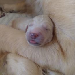 "Goldendoodle born 2/6/2020" Goldendoodle, Golden Retriever, and Sheepadoodle Puppies from Guppy Puppies