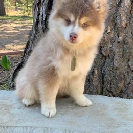 Pomsky Puppies from Smart Pomskies