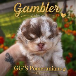 Gambler - Chocolate merle male Pomeranian puppy in Oologah, Oklahoma from GG's Pomeranians