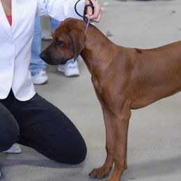Rhodesian Ridgeback Puppies from Supernova Ridgebacks