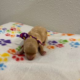 Sadie - Apricot female Havapoo puppy in Brookings, South Dakota from Hofer Pups