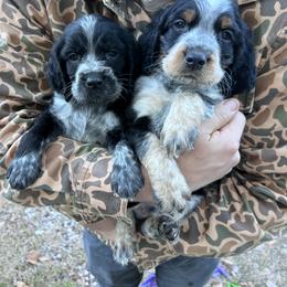 English Springer Spaniel Puppies from Cherokee Springers of NWFL