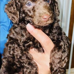 Goldendoodle and Poodle Puppies from RoyalPaws_Miami