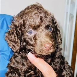 Goldendoodle and Poodle Puppies from RoyalPaws_Miami