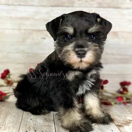 Miniature Schnauzer Puppies from Silver Sage Schnauzers