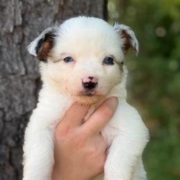 Harley - Blue merle male Toy Australian Shepherd puppy in Daphne, Alabama from Darling Australians
