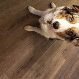 Roxy  - Australian Shepherd
