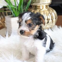 Boy 1 - Yorkshire Terrier puppy from Pup Moi Furrever Pets